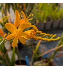 Crocosmia Paul's Best Yellow (0.8lt)
