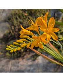 Crocosmia Paul's Best Yellow (2lt)