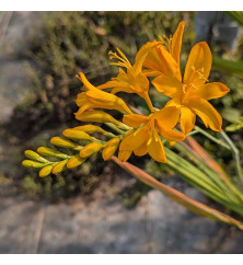 Crocosmia Paul's Best Yellow (0.8lt) Crocosmia Paul's Best Yellow (0.8lt)