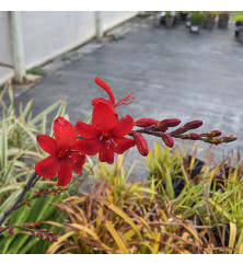 Crocosmia Hellfire (2lt)