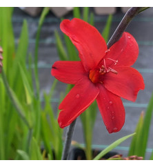 Crocosmia Hellfire (2lt)