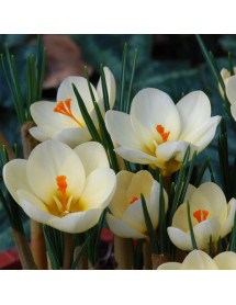 Crocus chrysanthus Cream Beauty (1lt)