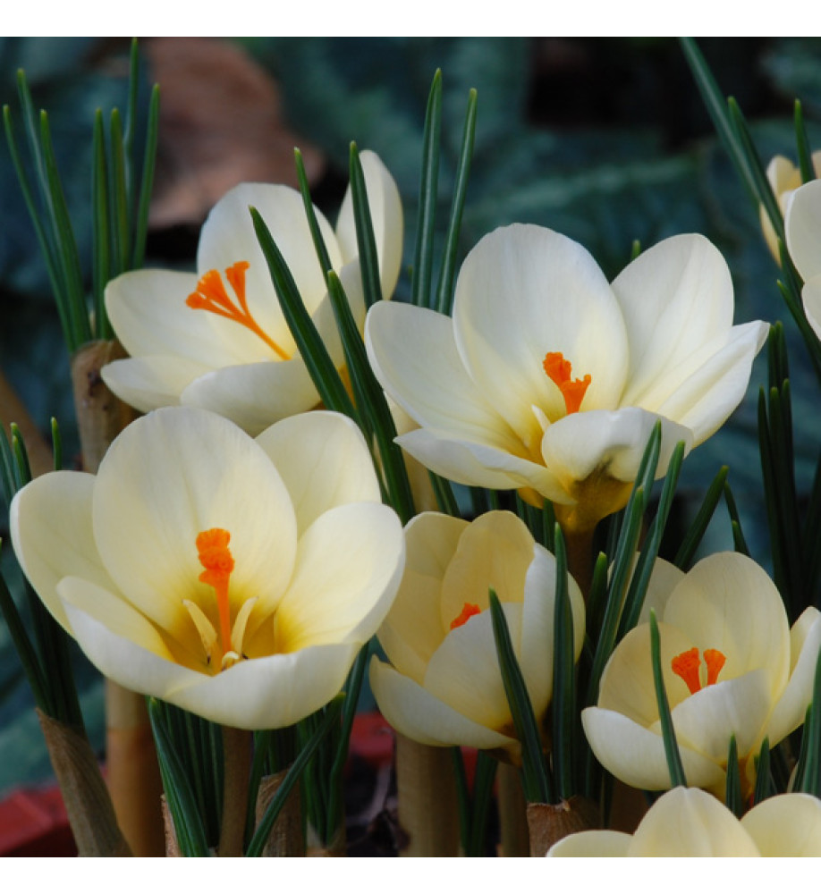 Crocus chrysanthus Cream Beauty (1lt)