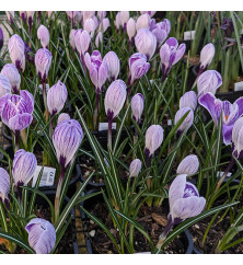 Crocus Large Flowered Striped (15 x Bulbs) Crocus Large Flowered Striped (15 x Bulbs)