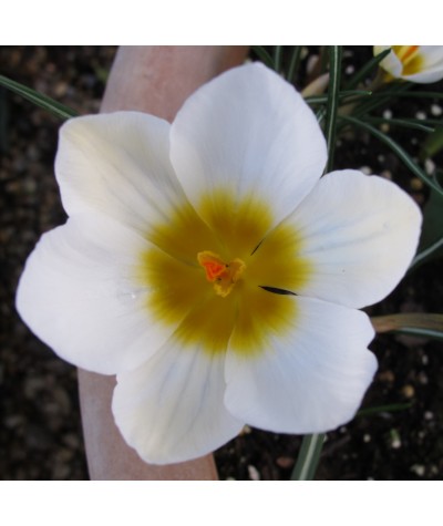 Crocus Large Flowered White (9cm)