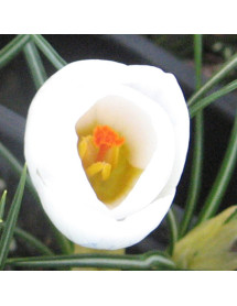 Crocus Large Flowered White (15 x Bulbs)