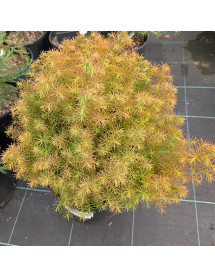 Cryptomeria japonica Elegans Compacta (3lt)