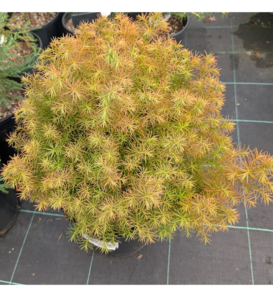 Cryptomeria japonica Elegans Compacta (3lt)