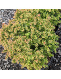 Cryptomeria japonica Golden Promise (3lt)