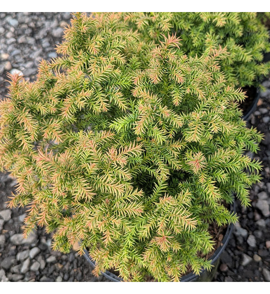 Cryptomeria japonica Golden Promise (3lt)
