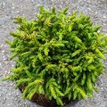 Cryptomeria japonica Green Pearl (3lt)