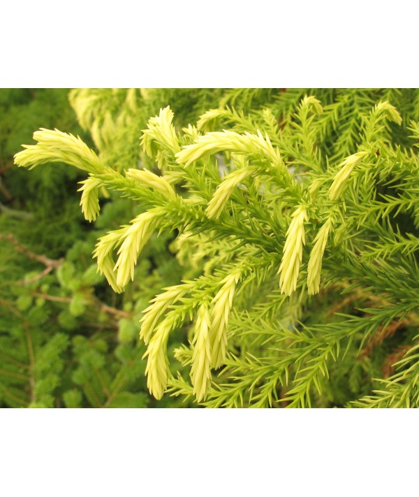 Cryptomeria japonica Sekkan-sugi (20lt)