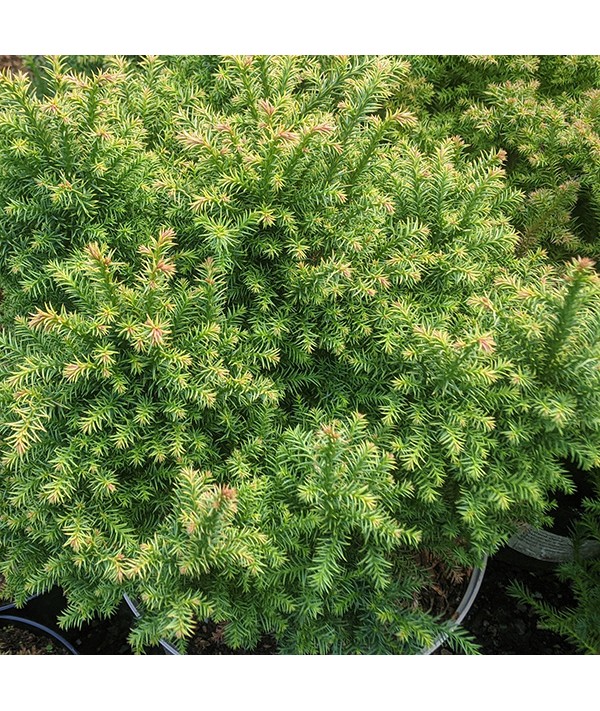 Cryptomeria japonica Tilford Gold (7lt)