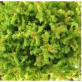 Cryptomeria japonica Vilmoriniana (3lt)