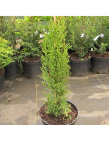 Cupressus sempervirens Totem Pole (5lt)