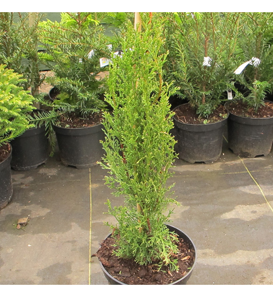 Cupressus sempervirens Totem Pole (5lt)
