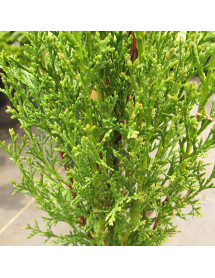 Cupressus sempervirens Totem Pole (5lt)