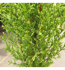 Cupressus sempervirens Totem Pole (5lt)