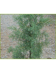 Cupressus  cashmeriana
