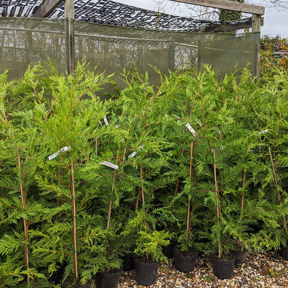 Cuprocyparis leylandii 2001 (7lt)