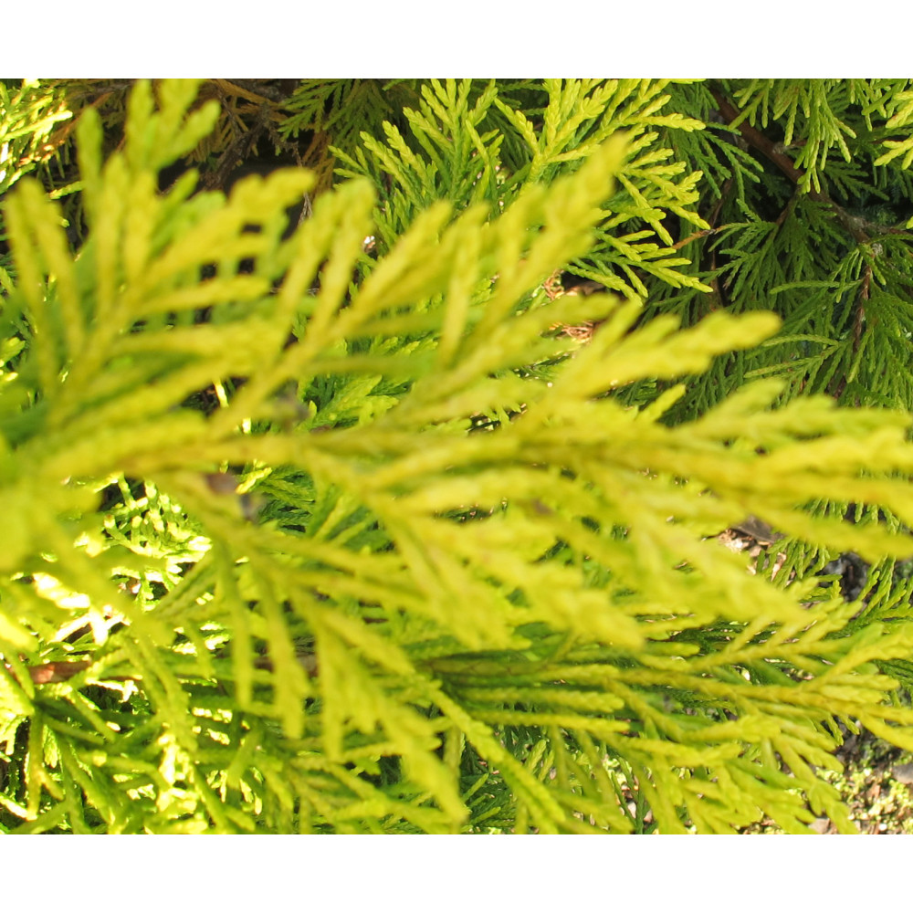 Cuprocyparis leylandii Gold Rider (7lt)