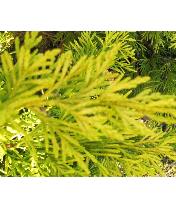 Cuprocyparis leylandii Gold Rider (7lt)