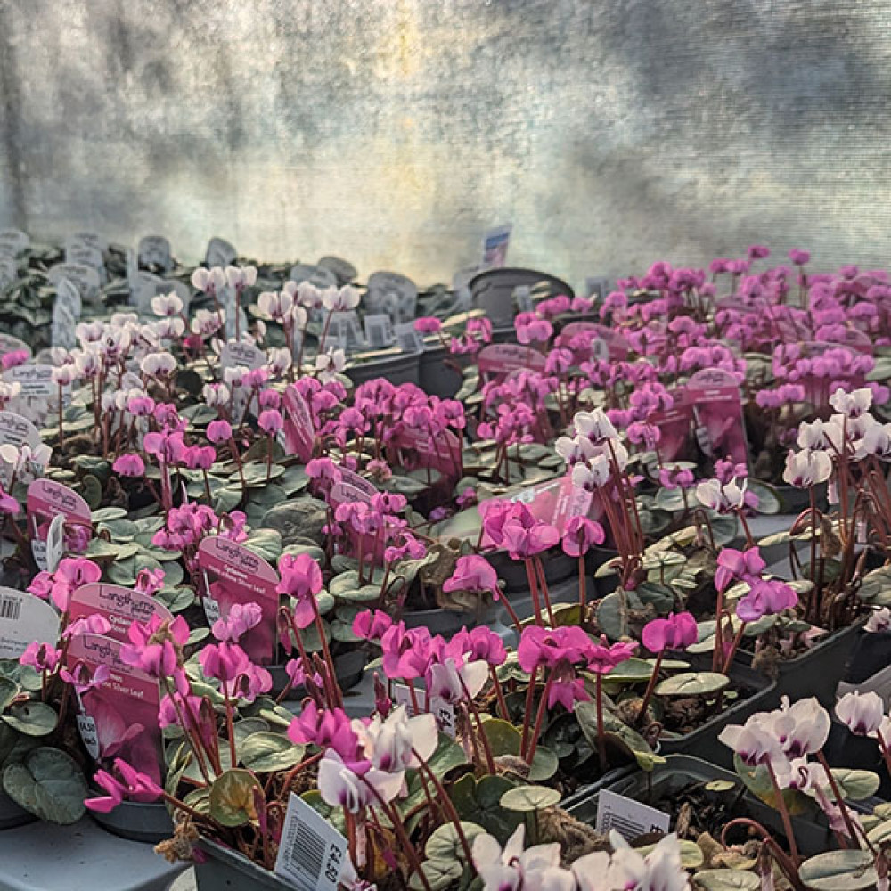 Cyclamen coum Dark Rose (0.8lt)