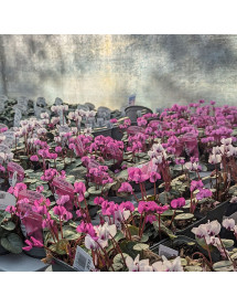 Cyclamen coum Dark Rose (0.8lt)