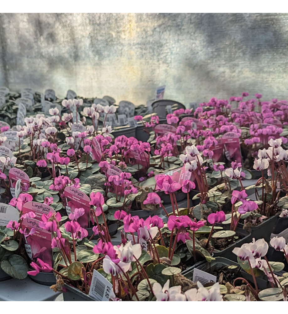 Cyclamen coum Dark Rose (0.8lt)