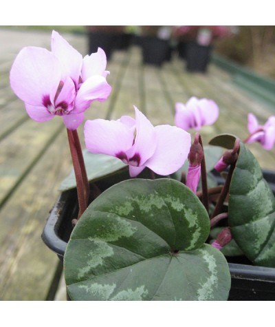 Cyclamen coum album (0.8lt)