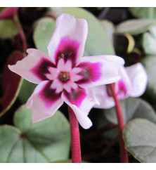 Cyclamen coum Roseum (1lt) Cyclamen coum Roseum (1lt)