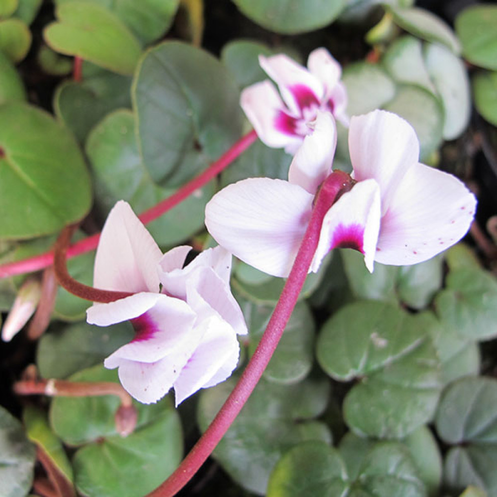 Cyclamen coum album (0.8lt)