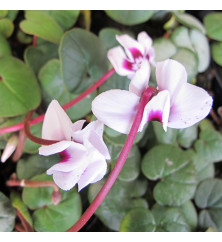 Cyclamen coum Roseum (1lt)