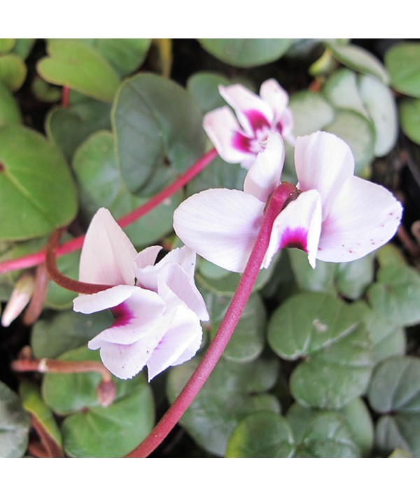 Cyclamen coum album (0.8lt)