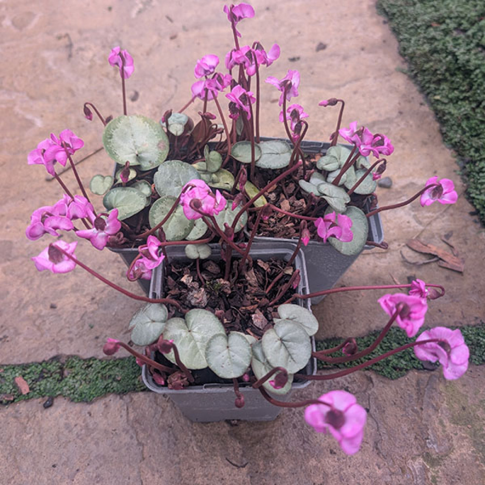 Cyclamen coum Pewter Group Rose (0.8lt)