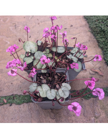 Cyclamen coum Pewter Group Rose (0.8lt) Cyclamen coum Pewter Group Rose (0.8lt)