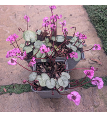 Cyclamen coum Pewter Group Rose (1lt) Cyclamen coum Pewter Group Rose (1lt)