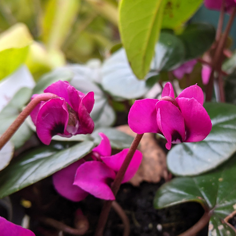 Cyclamen coum Ruby Star (9cm)