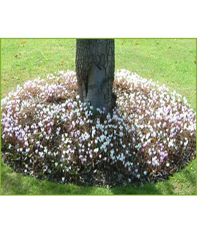 Cyclamen hederifolium (0.8lt)