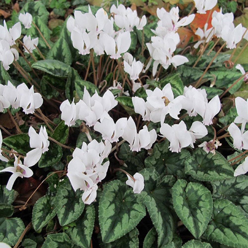 Cyclamen hederifolium albiflorum Album (9cm)