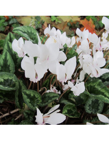 Cyclamen hederifolium albiflorum Album (0.8lt)