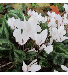 Cyclamen hederifolium White Pearls (1lt) Cyclamen hederifolium White Pearls (1lt)