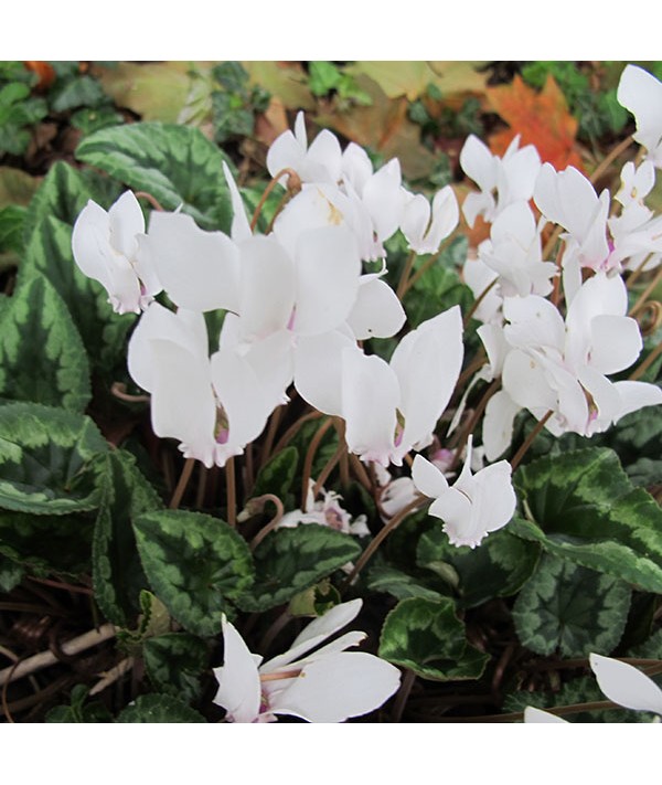 Cyclamen hederifolium White Pearls (0.8lt)