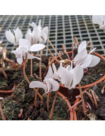 Cyclamen hederifolium Silverleaf (9cm) Cyclamen hederifolium Silverleaf (9cm)