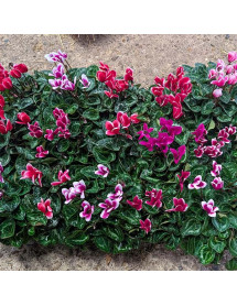 Cyclamen persicum Mixed (1lt)