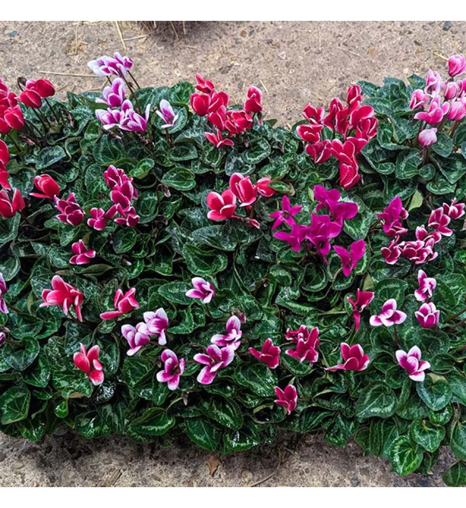 Cyclamen persicum Mixed (1lt)
