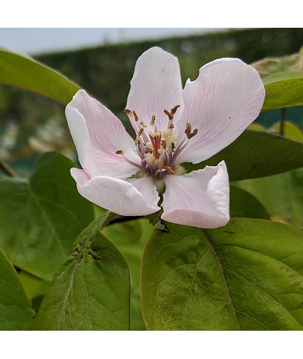 Cydonia oblonga Meech's Prolific - Quince A (Half Standard)(6lt)