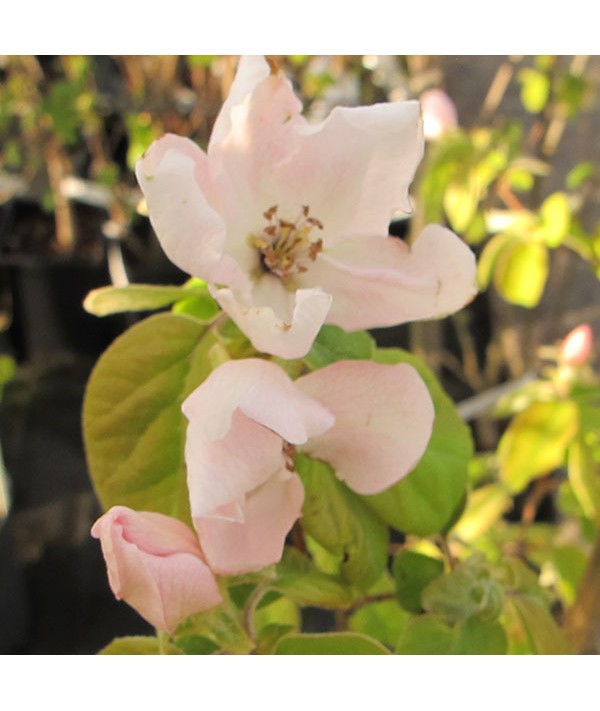 Cydonia oblonga Portugal - Quince A (Half Standard)(12lt) Cydonia oblonga Portugal - Quince A (Half Standard)(12lt)