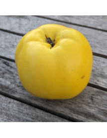 Cydonia oblonga Serbian Gold - Quince A (Half Standard)(12lt)