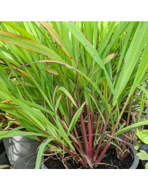 Cymbopogon citratus (Lemongrass) (9cm)
